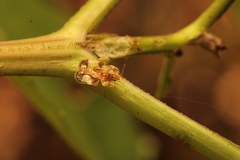 Corythucha marmorata