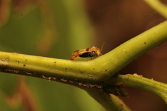 Corythucha marmorata