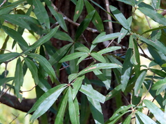 Quercus phellos
