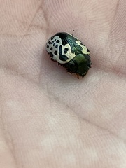 Calligrapha confluens