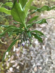 Solanum valdiviense