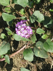 Abronia villosa
