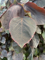 Acalypha wilkesiana