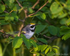 Vermivora chrysoptera