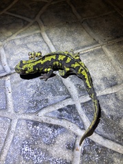 Triturus marmoratus