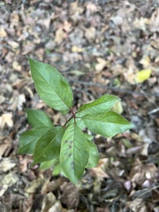 Aronia arbutifolia