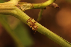 Corythucha marmorata