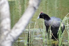 Fulica cristata