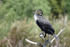 Phalacrocorax carbo lucidus