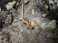 Plethodon vehiculum