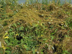 Cuscuta lupuliformis