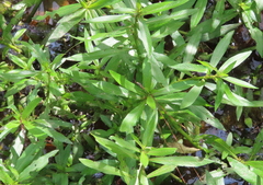 Proserpinaca palustris