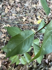 Aronia arbutifolia