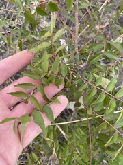 Pistacia chinensis