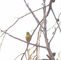 Leiothlypis ruficapilla