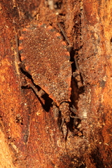 Triatoma sanguisuga