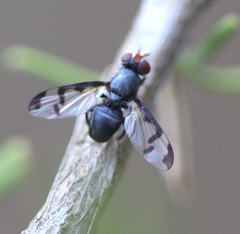 Herina nigrina