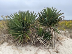 Yucca gloriosa