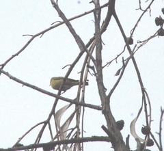 Leiothlypis ruficapilla