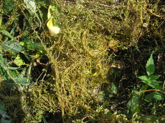 Cuscuta lupuliformis