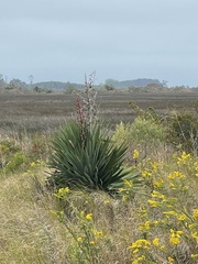 Yucca gloriosa