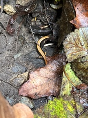 Plethodon vehiculum