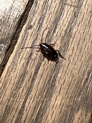 Parcoblatta pennsylvanica