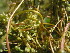 Cuscuta lupuliformis