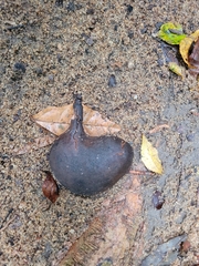 Pterygota brasiliensis