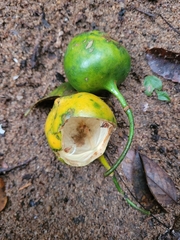 Mitostemma glaziovii