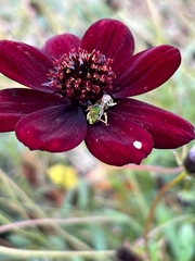 Agapostemon virescens