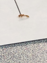 Pseudomyrmex