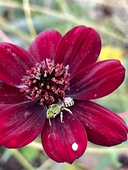 Agapostemon virescens
