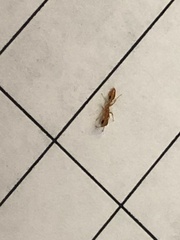 Pseudomyrmex