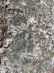 Lecidella elaeochroma