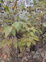 Syringa vulgaris