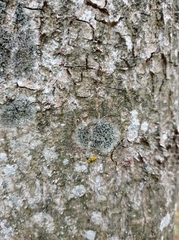 Lecidella elaeochroma