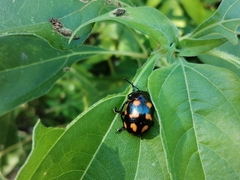 Labidomera suturella