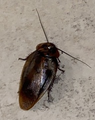 Blaberidae