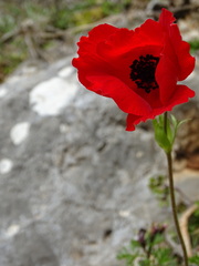 Anemone coronaria