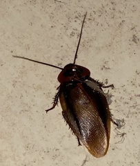 Blaberidae