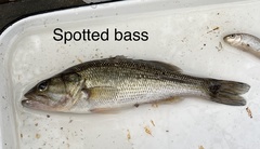 Micropterus punctulatus