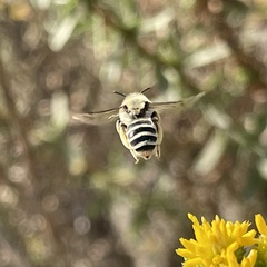 Andrena isocomae