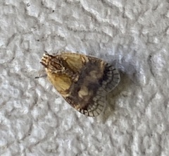 Bothriocera