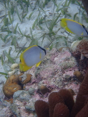 Chaetodon ocellatus
