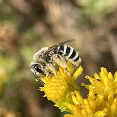 Andrena isocomae