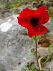 Anemone coronaria
