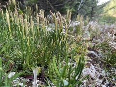 Diphasiastrum sitchense