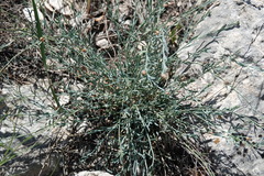 Thamnosma texana
