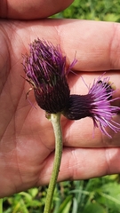Cirsium rivulare